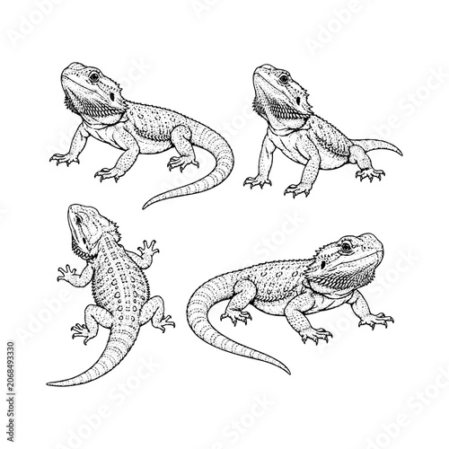 Set of four bearded dragon lizards in various poses, hand-drawn vector sketch illustration, reptile art.