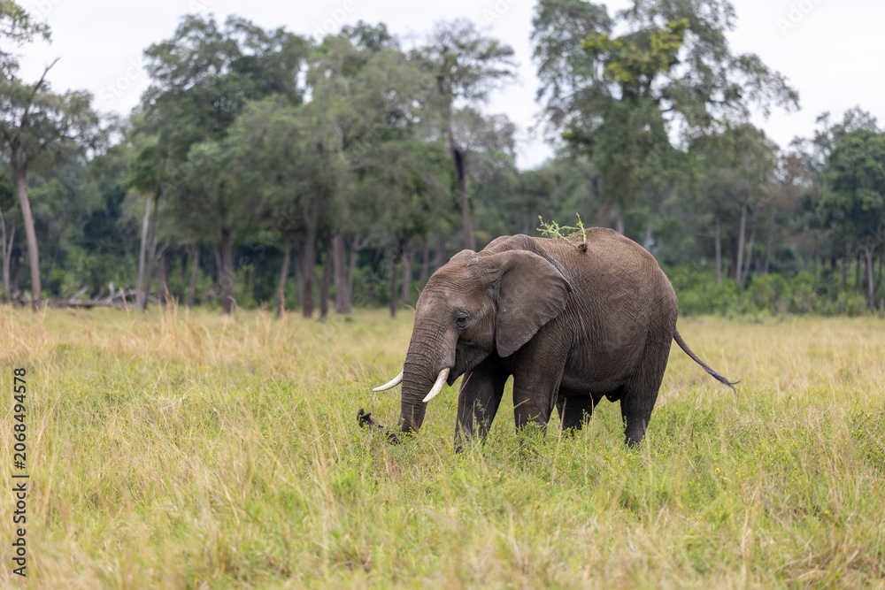 Fototapeta premium Single African bush elephant feeds in open savannah grassland - Masai Mara National Reserve, Kenya, African wildlife safari photography