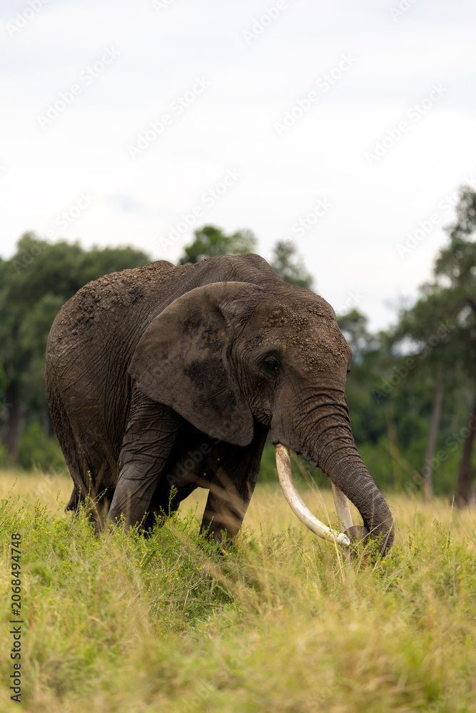 Fototapeta premium Single African bush elephant with long tusks feeds while walking through savannah grass - Masai Mara National Reserve, Kenya, African wildlife safari photography