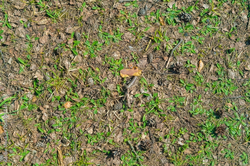 Obraz premium Forest ground texture with sparse grass and natural debris. Natural background.