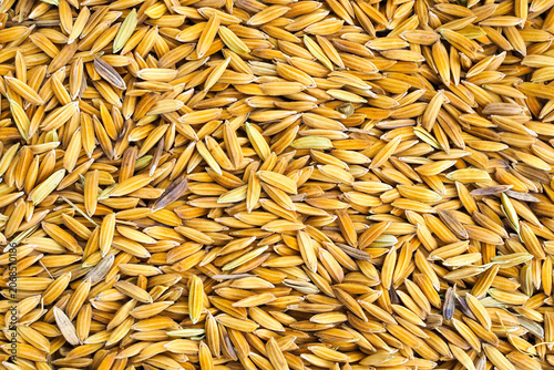 Golden paddy rice texture background, Raw jasmine rice grains top view.