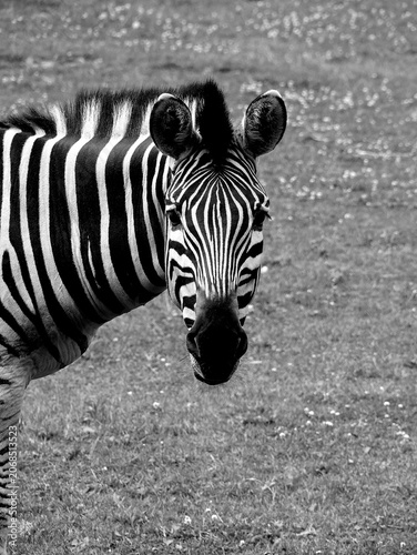 Portrait of a zebra against a grass background in black and white colors.