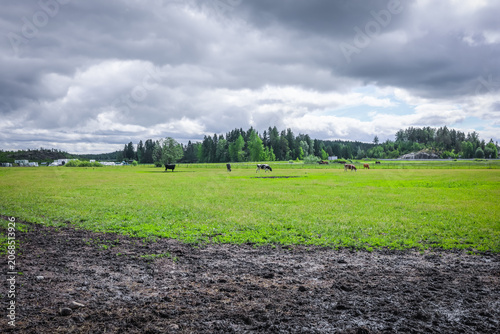 Foto field with grass for harvesting fodder for cows Stock Photo