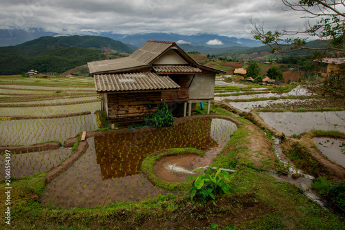 Breathtaking landscape featuring a traditional home nestled among vibrant rice fields in a picturesque mountainous setting