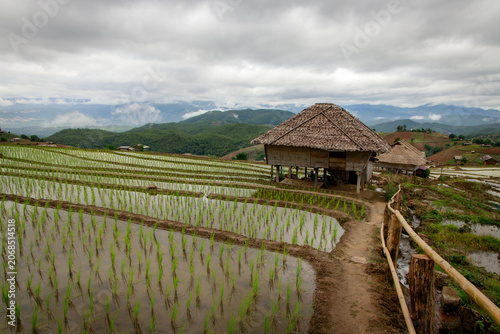 Beautiful rice terraces featuring a traditional hut set against a dramatic cloudy sky in a serene rural landscape