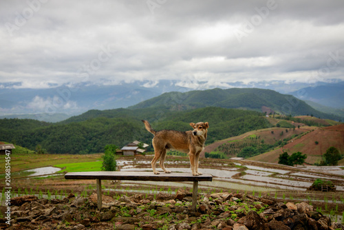 A dog perched on a bench gazing at a beautiful mountain view surrounded by lush rice fields