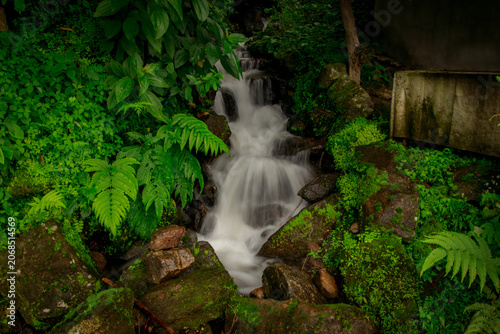 Peaceful waterfall nestled among rich green foliage and colorful ferns in a calm forest environment