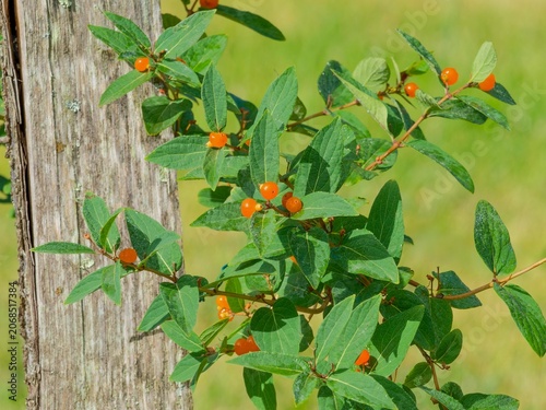 Pyrenean honeysuckle or Lonicera pyrenaica. Compact shrub highly valued in gardening for its blue-green foliage and fragrant cream flowers tinged with pink, and subsequent orange-red berries

