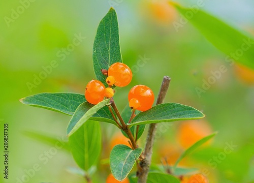 Pyrenean honeysuckle or Lonicera pyrenaica - Subshrub with fragile twigs bearing globular small twin berries barely fused at  base transparent orange, and adorned with oblong pale green leaves