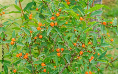 Pyrenean honeysuckle shrub (Lonicera pyrenaica). Upright whitish branches covered with small, leathery, oblong, veined green leaves, and small, round, reddish-orange berries