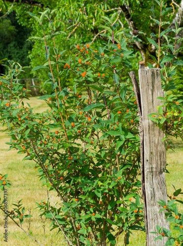 Lonicera pyrenaica - Pyrenean honeysuckle. Decorative shrub with small, oblong, pale green leaves, clusters of cream-colored flowers tinged with pink, followed by orange-red berries.
