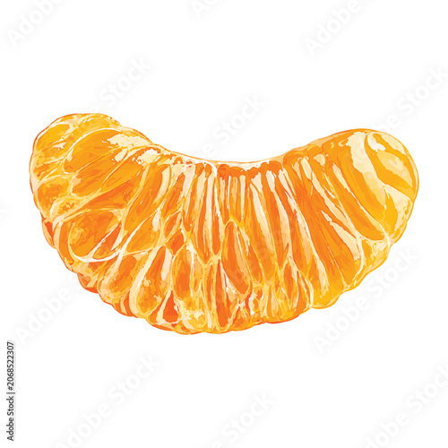 Bild auf Leinwand Juicy Mandarin Orange Segment watercolor vector