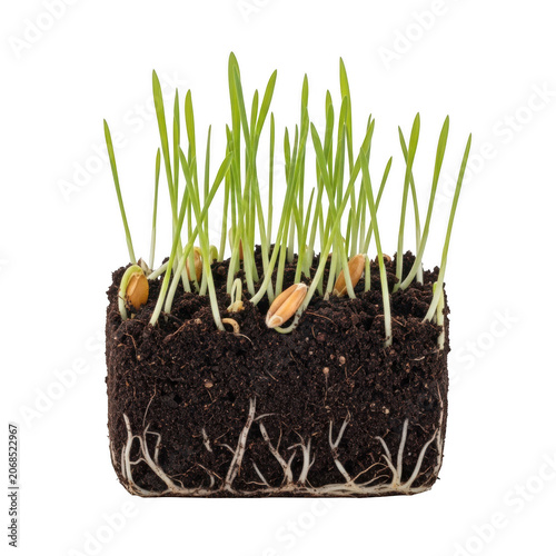 Fresh green wheat grass growing from soil block
