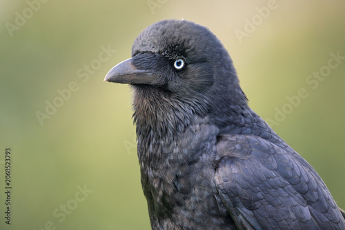 Closeup portrait of a wild little raven (Corvus mellori) with isolated and blurred background and piercing eye and lots of feather texture and detail