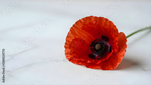 Red Poppy Flower Dark Center White Marble Surface Close-Up Memorial Tribute Photo
