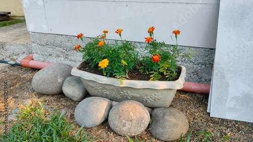 Marigold Flowers in Planter Near House Wall