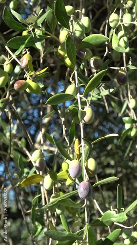 Olives ripening on olive tree branch in sun