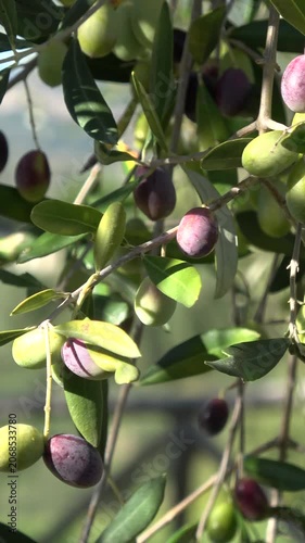 Olives ripening on olive tree branch in sun
