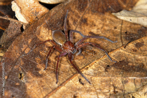 Billede på lærred Giant Huntsman Spider (Heteropoda borneensis) on forest leaf litter, Sarawak, Bo