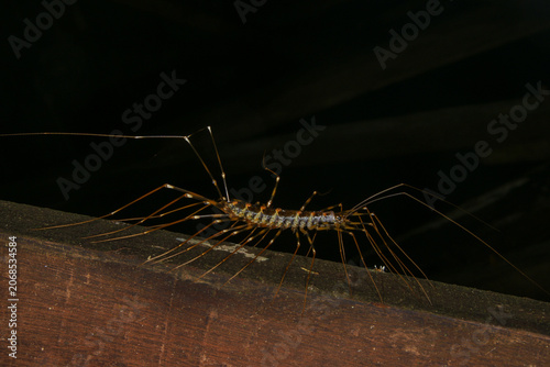 Long-legged Centipede (Thereuopoda longicornis), Sarawak, Borneo