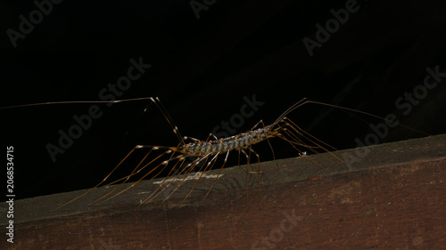 Side view of a Long-legged Centipede (Thereuopoda longicornis), Sarawak, Borneo
