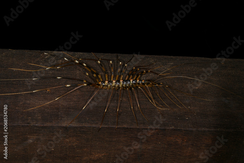 Top view of a Long-legged Centipede (Thereuopoda longicornis), Sarawak, Borneo