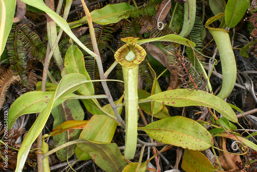 Pitcher of Nepenthes mirabilis var. echinostoma, Sarawak, Borneo