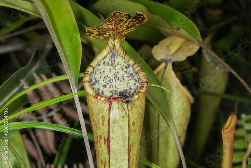 Close-up of the pitcher of Nepenthes stenophylla × reinwardtiana with black drummer ant, Kelabit Highlands, Sarawak, Borneo
