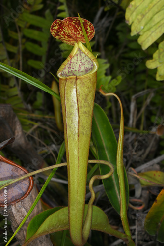 Pitcher of the natural hybrid Nepenthes stenophylla × reinwardtiana, Kelabit Highlands, Sarawak, Borneo