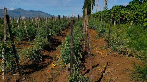Tomato Plants Growing in Agricultural Field