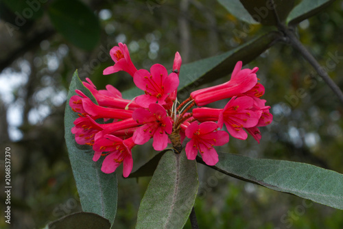 Flowering Rhododendron durionifolium in the montane rainforest of Sarawak, Borneo