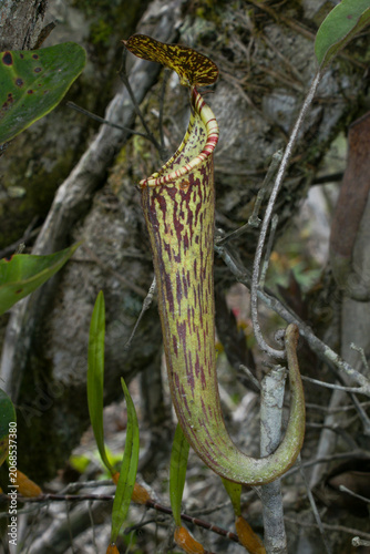 Upper pitcher of Nepenthes stenophylla growing in montane rainforest, Kelabit Highlands, Borneo