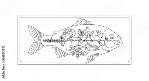 Anatomical Fish with Heartbeat and Brain Illustration