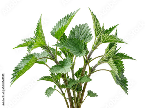 Vászonkép Bushy vibrant green stinging nettle plant, multiple stems, textured leaves, isolated on a transparent background