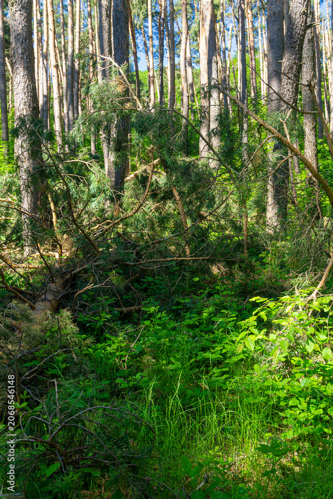 Fototapeta premium A fallen coniferous tree on the grass in a forest is illuminated by sunlight. Tree trunks are in the background. The aftermath of heavy snowfall.