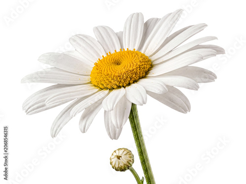 Fresh white daisy flower with a delicate bud blooming on a vibrant green stem, isolated on a transparent background.