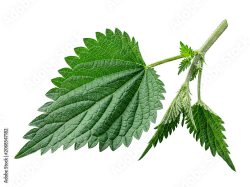 Tableau sur toile Single vibrant green stinging nettle stem with large textured leaf and new growth, isolated on transparent background