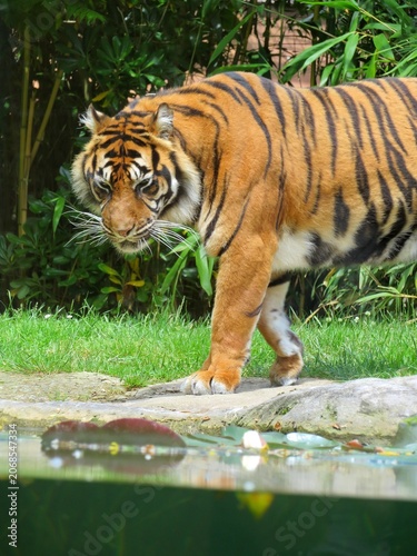 Tigre