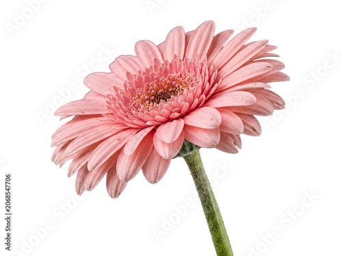 Elegant pink gerbera daisy in bloom with delicate petals and a vibrant center, isolated on a transparent background.