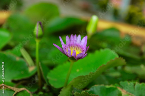 pink lotus flower