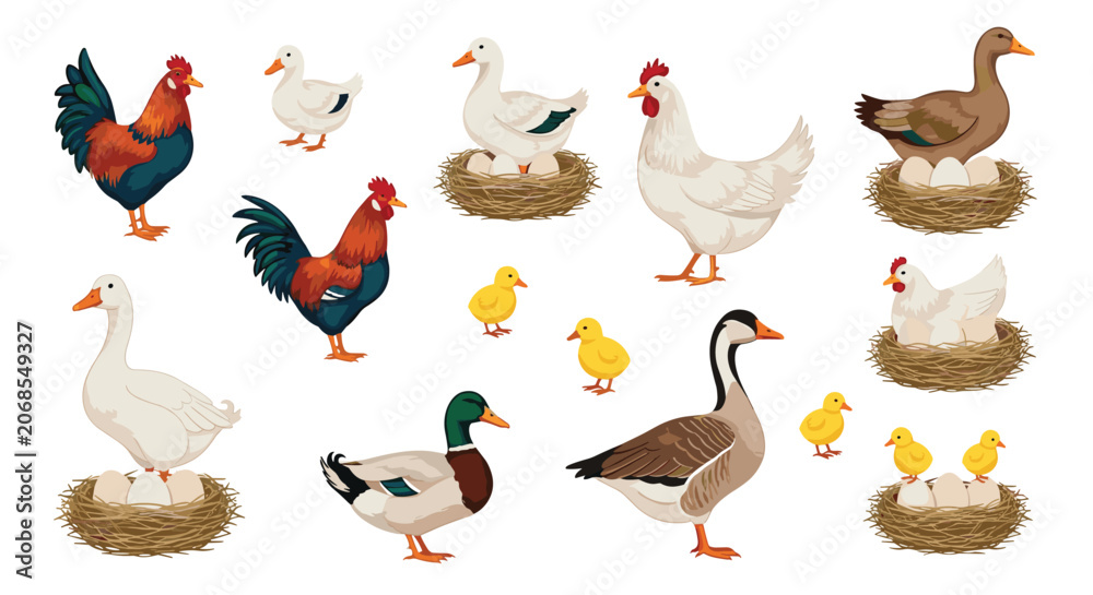 Fototapeta premium Diverse assortment of farm poultry including roosters, hens in nests with eggs, ducks, geese, and cute yellow baby chicks in flat style.