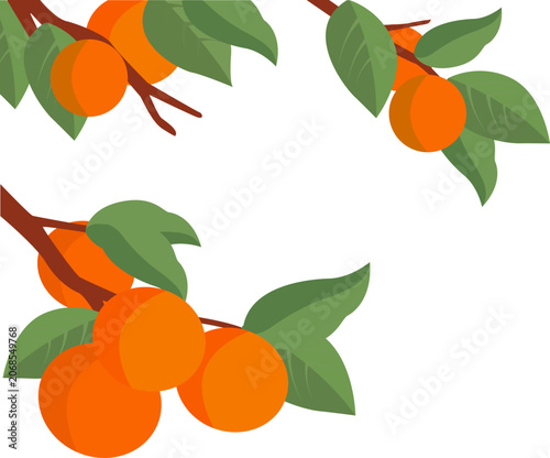 Persimmon Branch Illustration with Leaves for Autumn and Chuseok Design