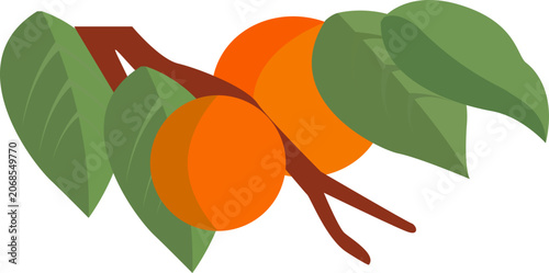 Persimmon Branch Illustration with Leaves for Autumn and Chuseok Design 2