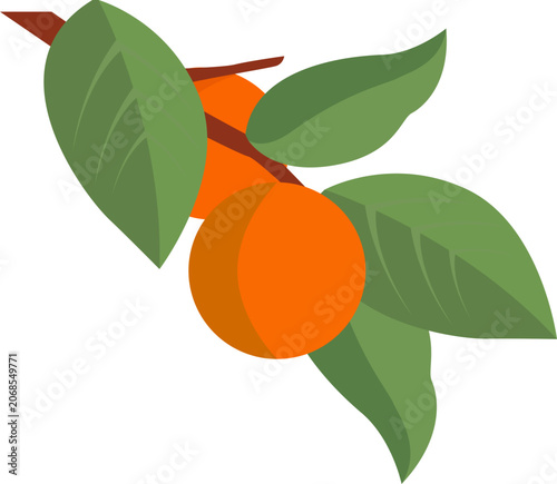 Persimmon Branch Illustration with Leaves for Autumn and Chuseok Design 3