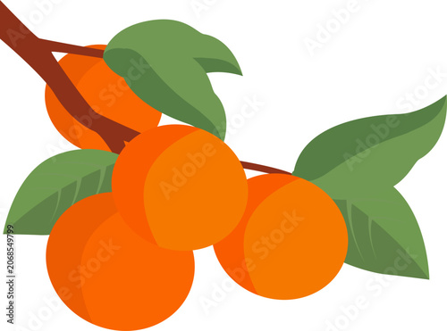Persimmon Branch Illustration with Leaves for Autumn and Chuseok Design 4