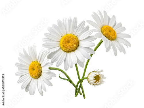 Vibrant fresh white daisy flowers with green stems and budding elements.