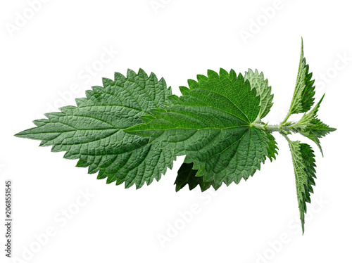 Tableau sur toile Vibrant green stinging nettle stem with multiple textured leaves, horizontal, isolated on a transparent background
