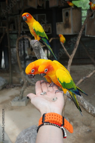 three sun parrots at the zoo