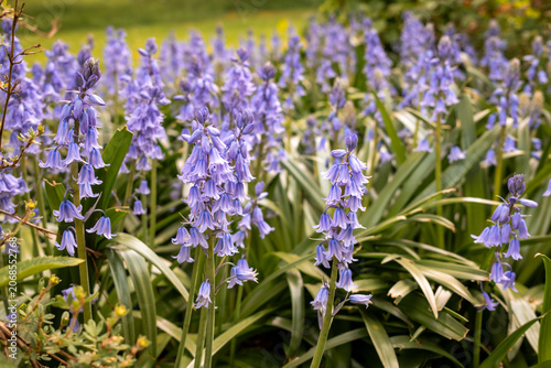 Hyacinthoides hispanica in bloom creating a vibrant purple flora