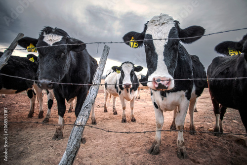 Fotografie Curious Holstein cows looking through a barbed wire fence